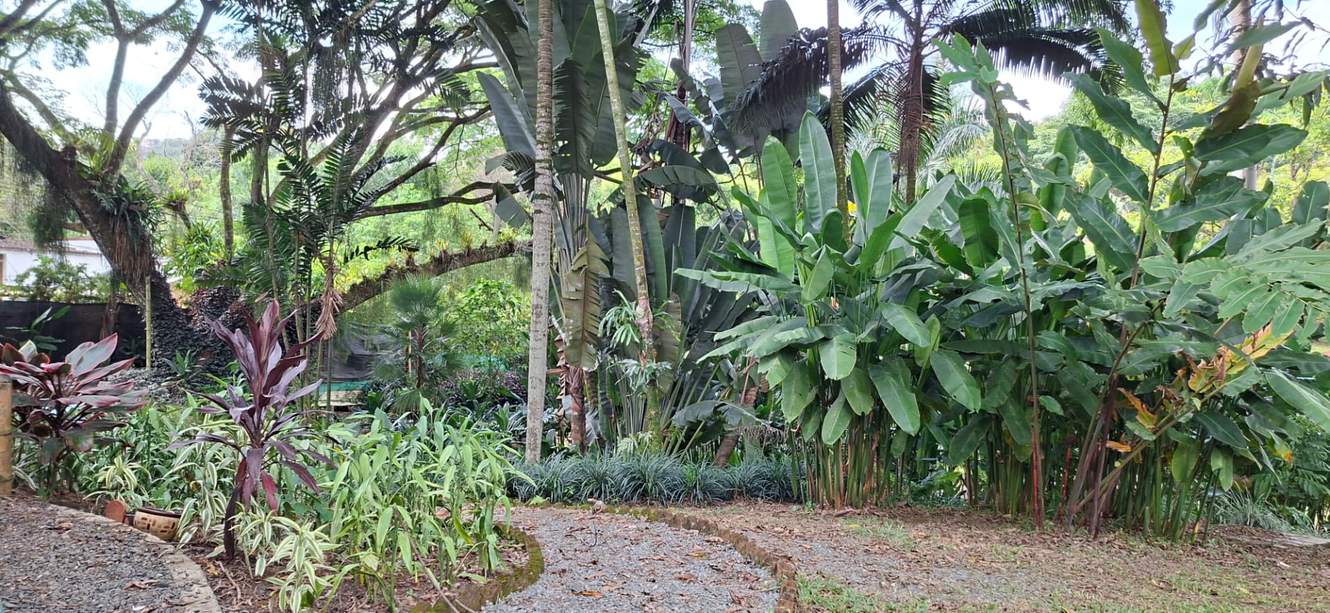 Vegetación tropical en un sendero de La Buitrera