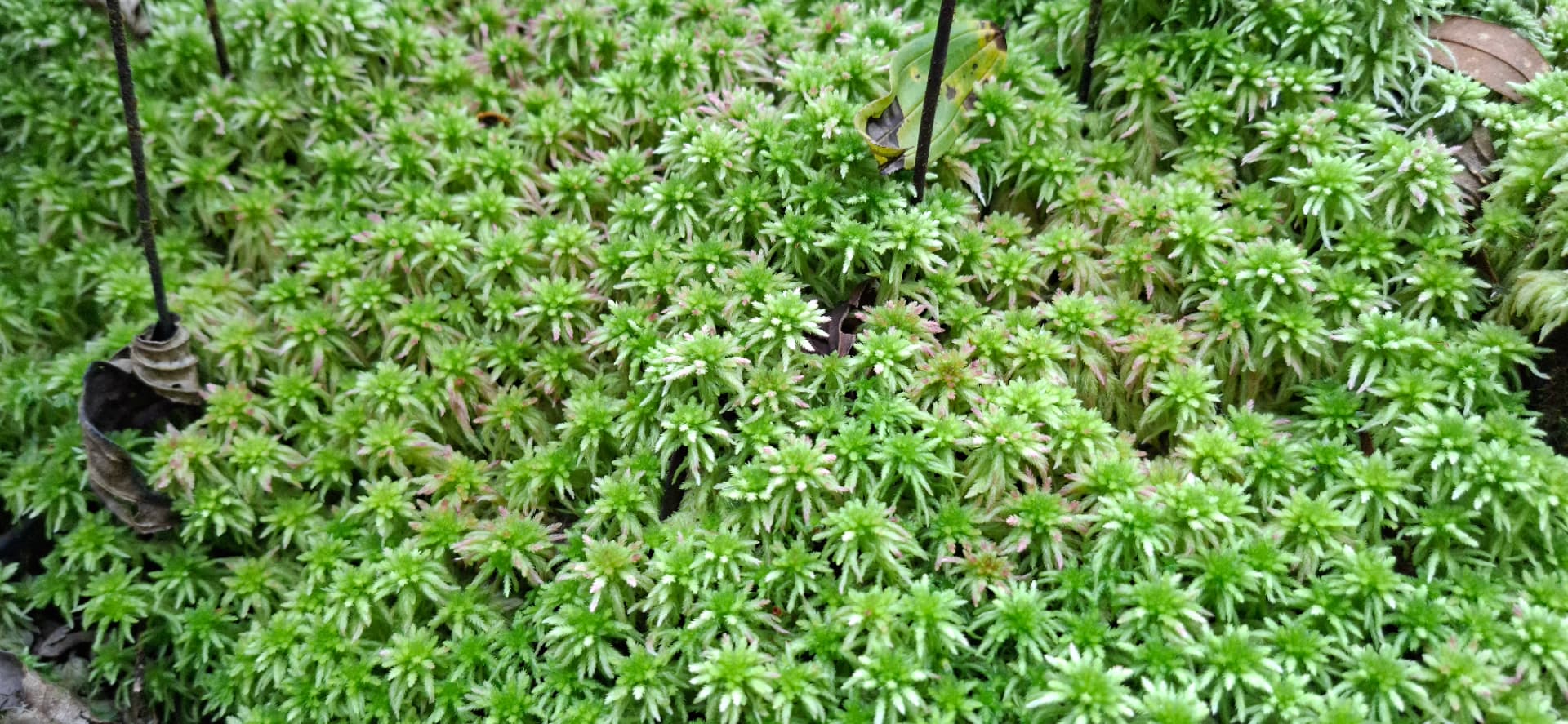 Musgo verde en el bosque de La Buitrera