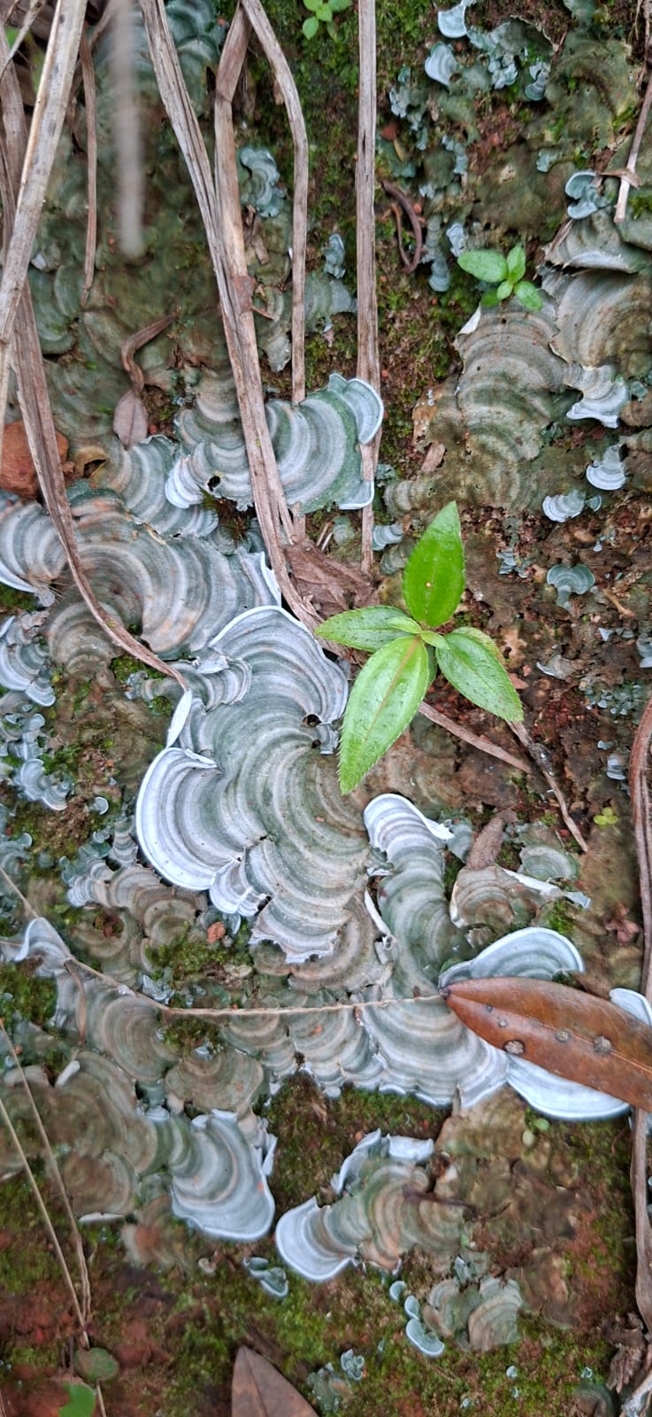Hongos, musgo y una plántula verde en el suelo del bosque de La Buitrera
