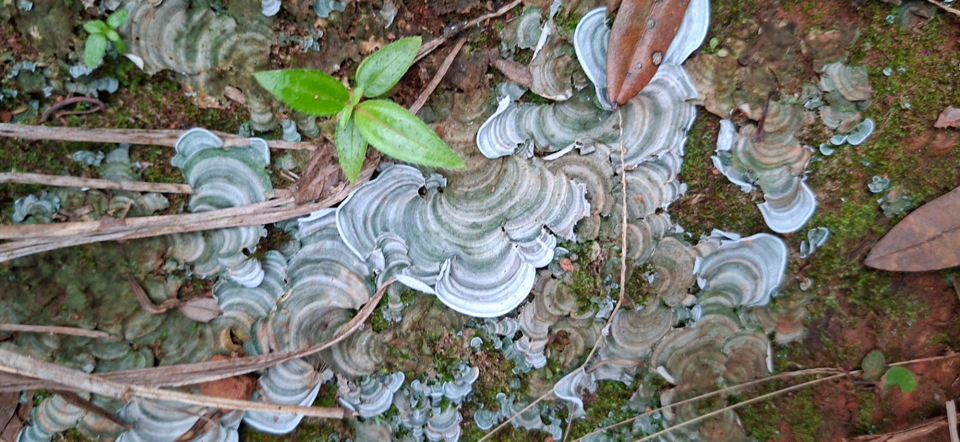 Hongos de repisa sobre el suelo del bosque