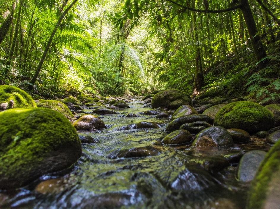 Quebrada en el bosque de La Buitrera